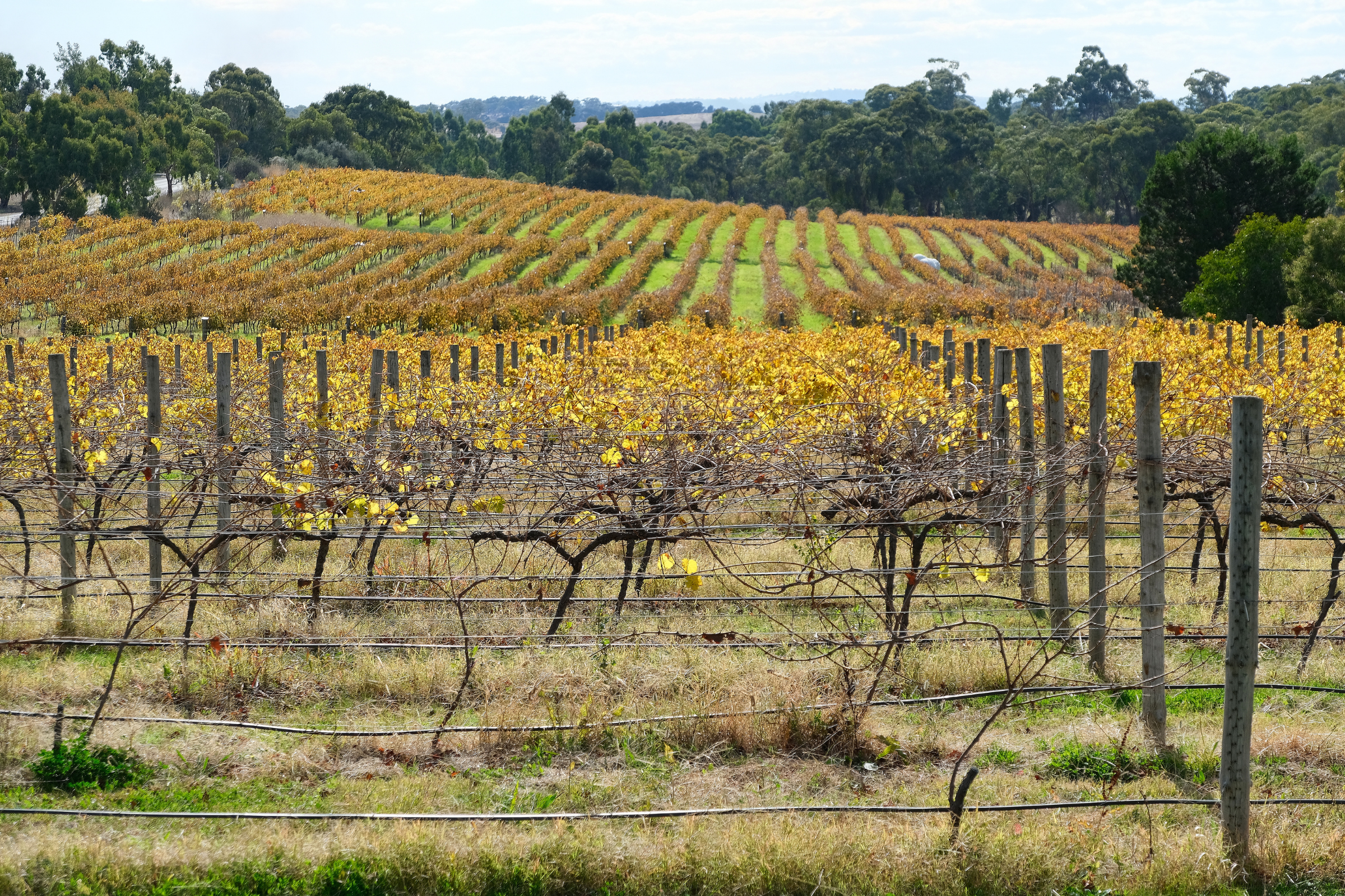 clare valley, south australia.webp